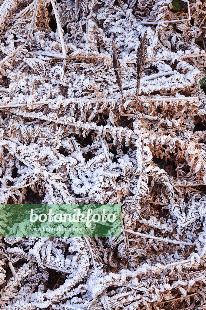 467089 - Ostrich fern (Matteuccia struthiopteris) with hoar frost