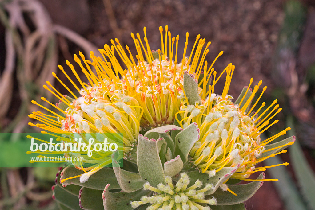 578035 - Oudtshoorn pincushion (Leucospermum erubescens)