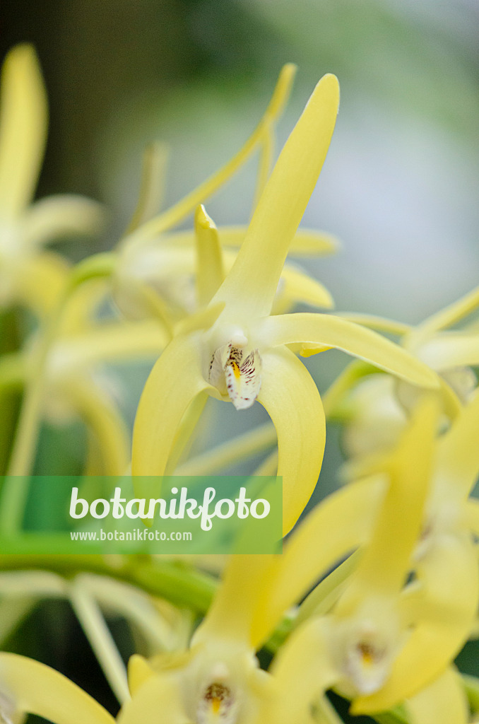 529156 - Outstanding dendrobium (Dendrobium speciosum var. grandiflorum)