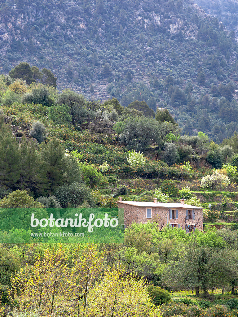 424079 - Overgrown mountain slopes with stone house and bluish hazy background, Sóller, Mallorca, Spain