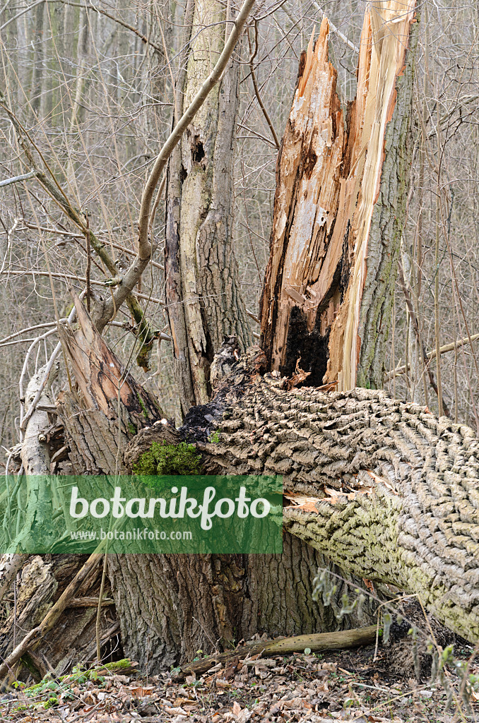 527051 - Overturned tree, Lower Oder Valley National Park, Germany