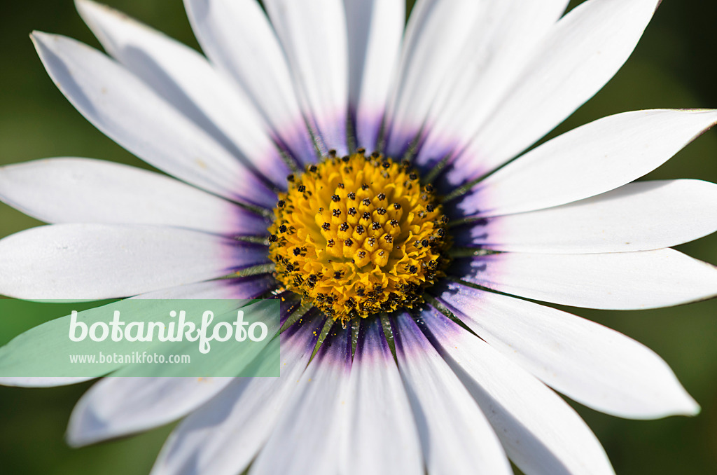 534299 - Ox-eye daisy (Dimorphotheca pluvialis)