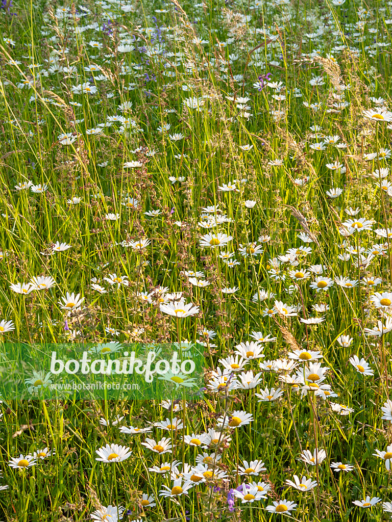 414022 - Oxeye daisy (Leucanthemum vulgare)