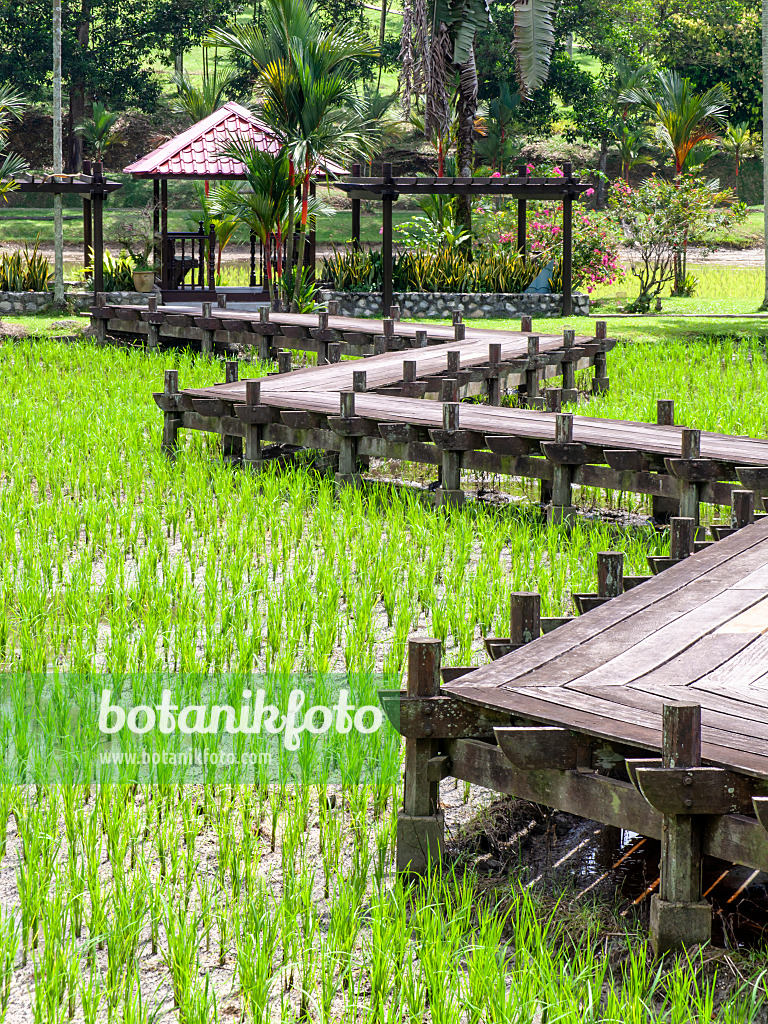 434339 - Paddy field, Taman Pertanian, Shah Alam, Malaysia