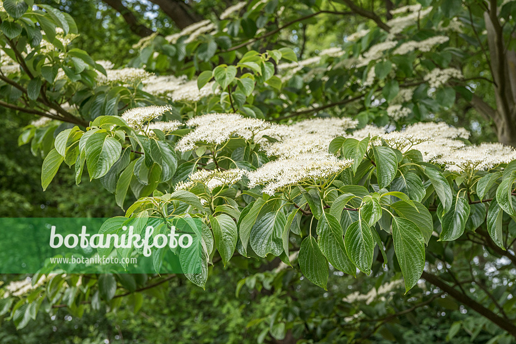 625164 - Pagodenhartriegel (Cornus controversa)