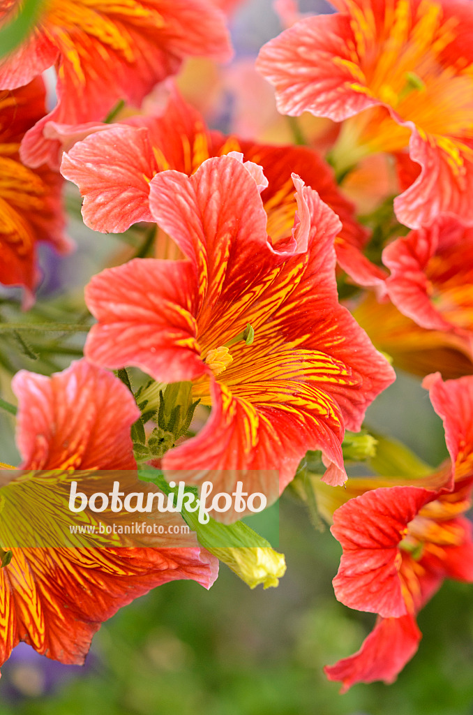 533513 - Painted tongue (Salpiglossis sinuata 'Royale Mixed')