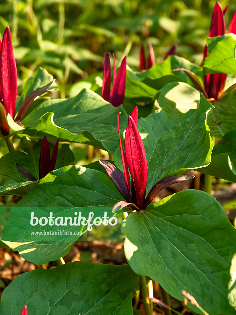 437171 - Painted trillium (Trillium undulatum)