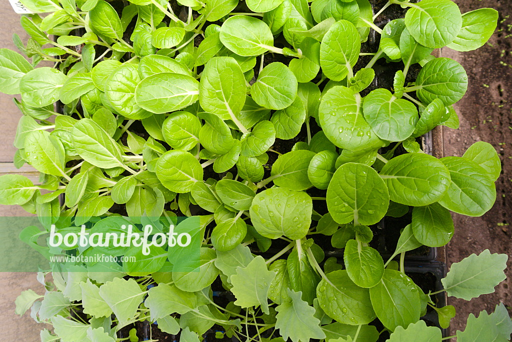 672063 - Pak Choi (Brassica rapa subsp. chinensis)
