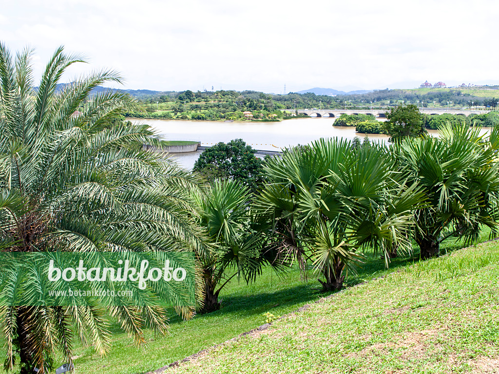 434321 - Palm trees on a hill overlooking Putrajaya, Malaysia