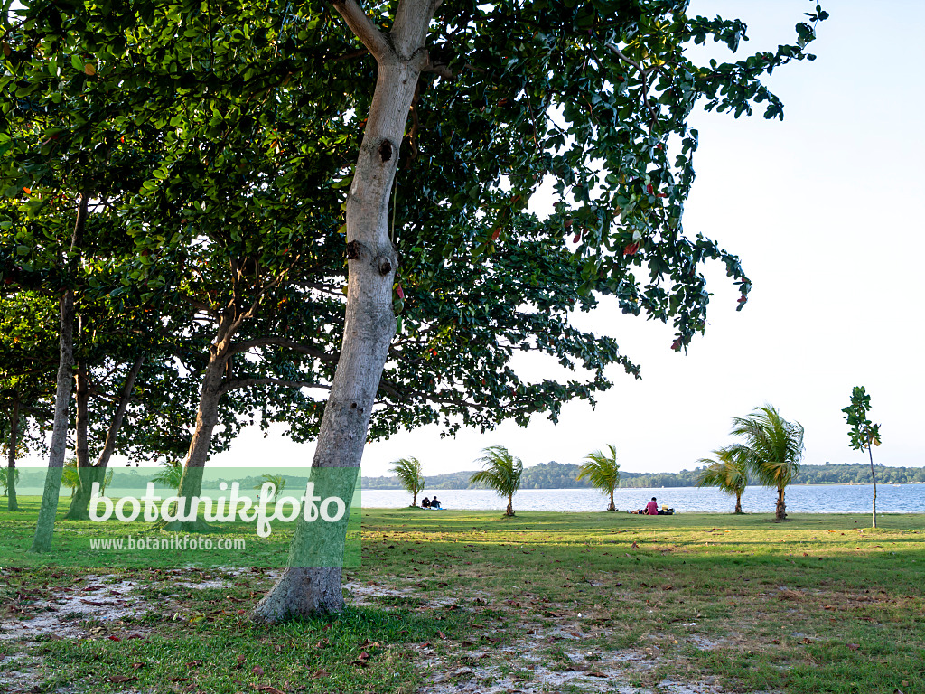 434194 - Palm trees on the beach, Changi Beach, Singapore