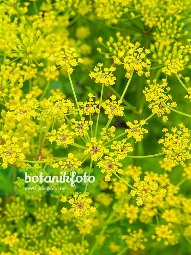 426188 - Panais (Pastinaca sativa)