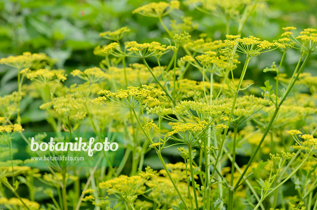 521529 - Panais (Pastinaca sativa)