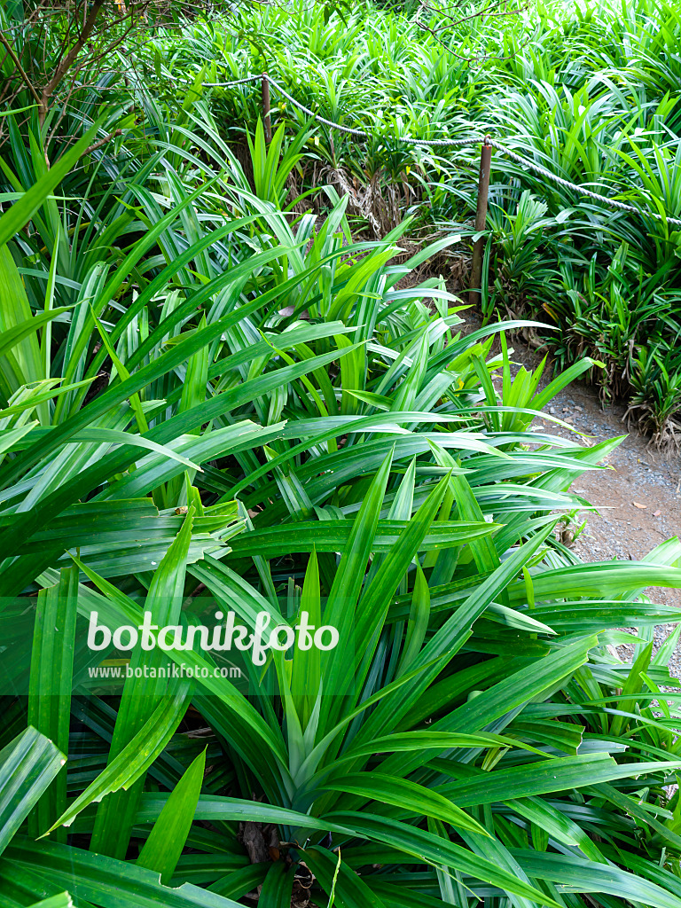 434177 - Pandan (Pandanus amaryllifolius)