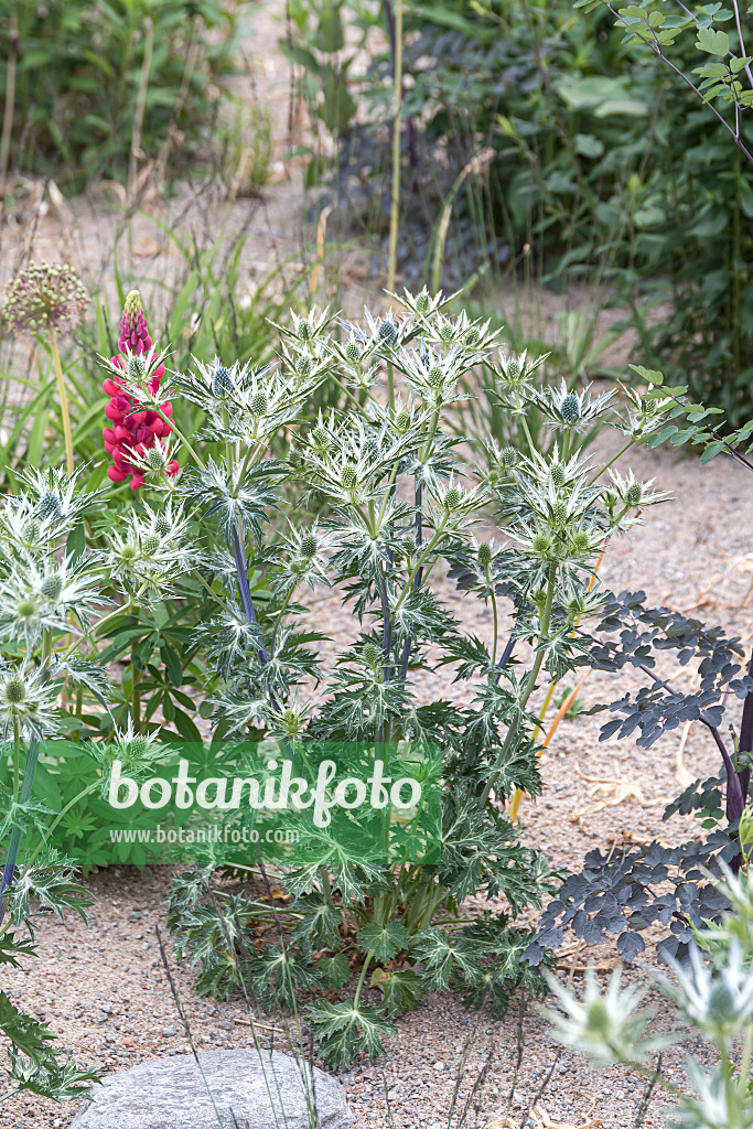 651246 - Panicaut de Bourgat (Eryngium bourgatii)