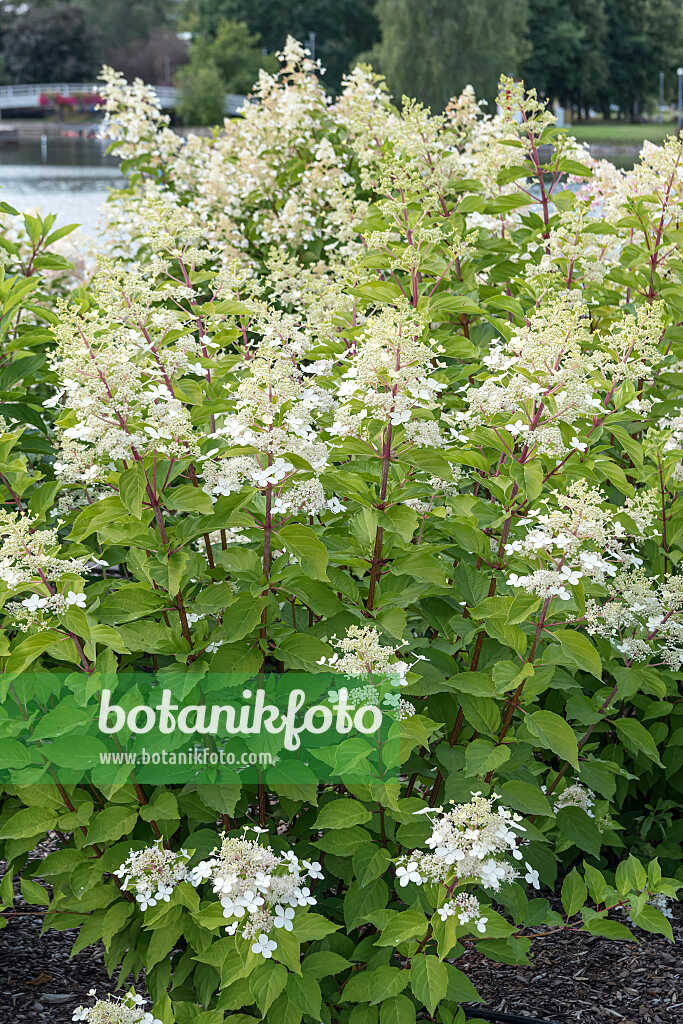 675081 - Panicle hydrangea (Hydrangea paniculata 'Big Ben')