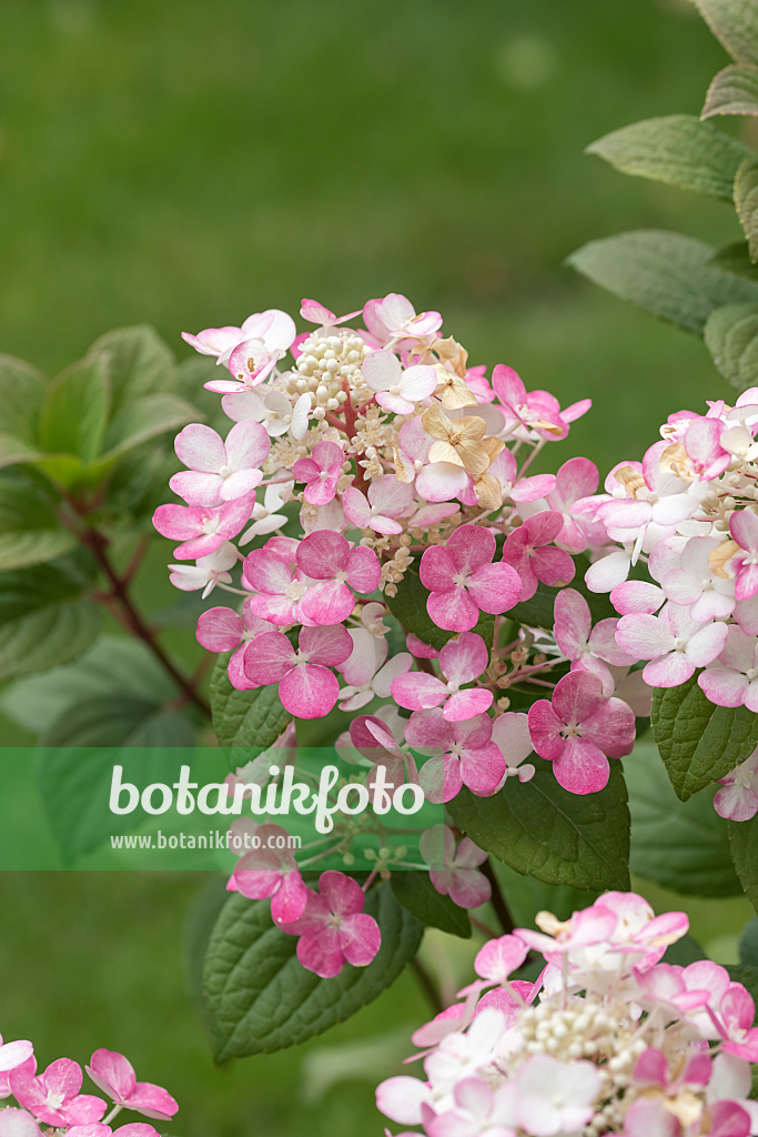 664201 - Panicle hydrangea (Hydrangea paniculata 'Early Sensation')