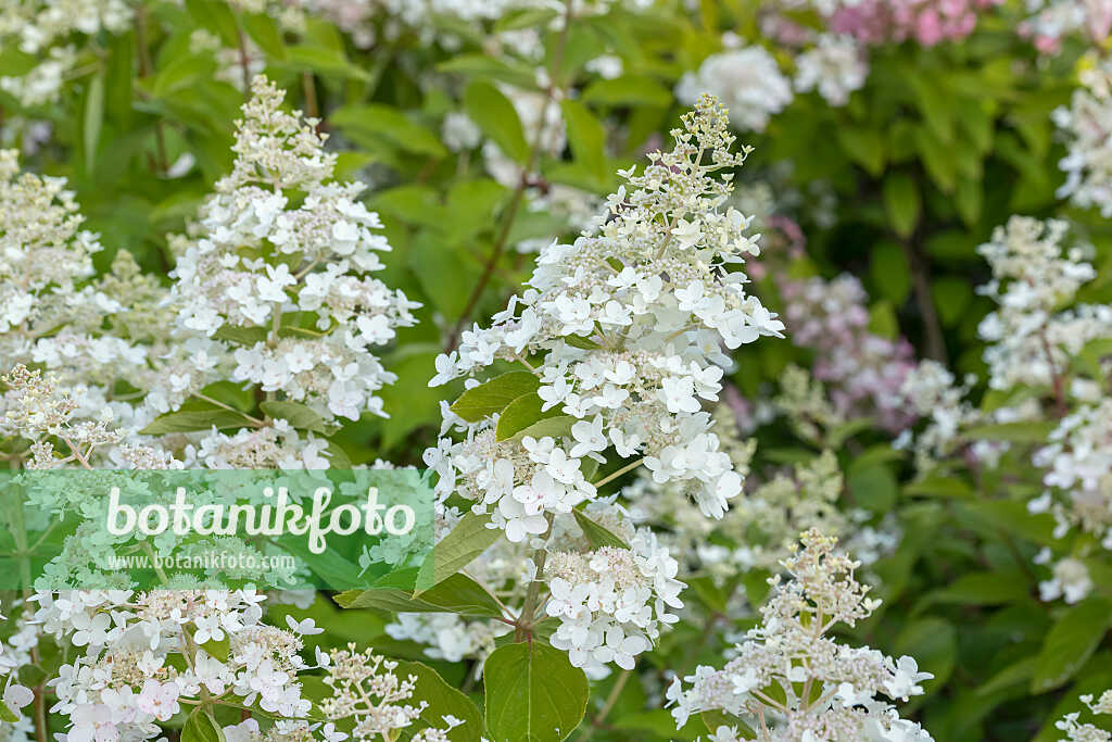 675082 - Panicle hydrangea (Hydrangea paniculata 'Everest')