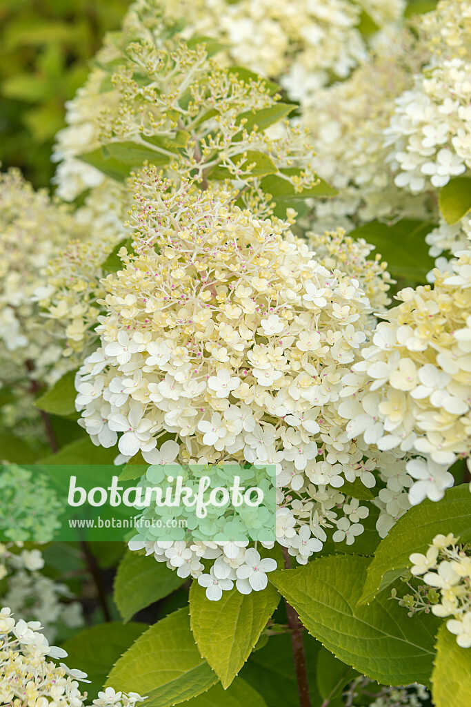 675105 - Panicle hydrangea (Hydrangea paniculata 'Graffity')