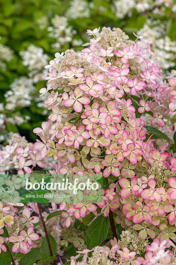 675084 - Panicle hydrangea (Hydrangea paniculata 'Lena')