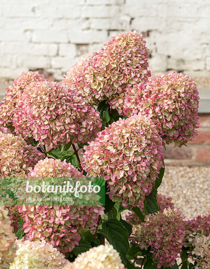 675107 - Panicle hydrangea (Hydrangea paniculata 'Little Lime')