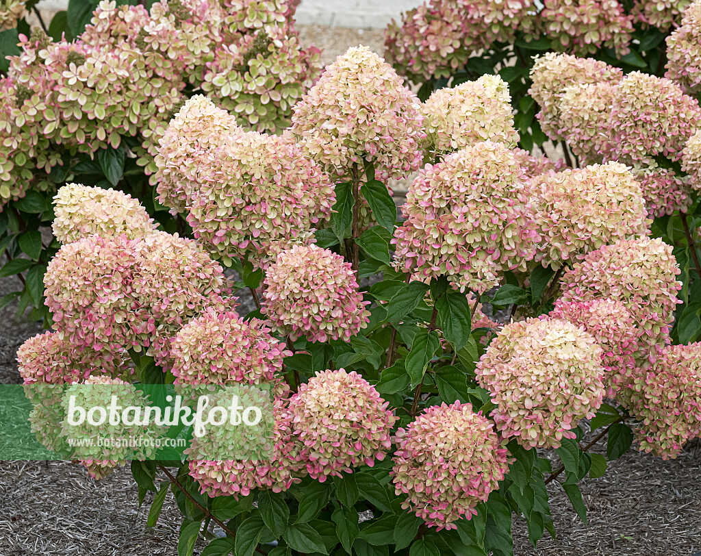 675108 - Panicle hydrangea (Hydrangea paniculata 'Little Lime')