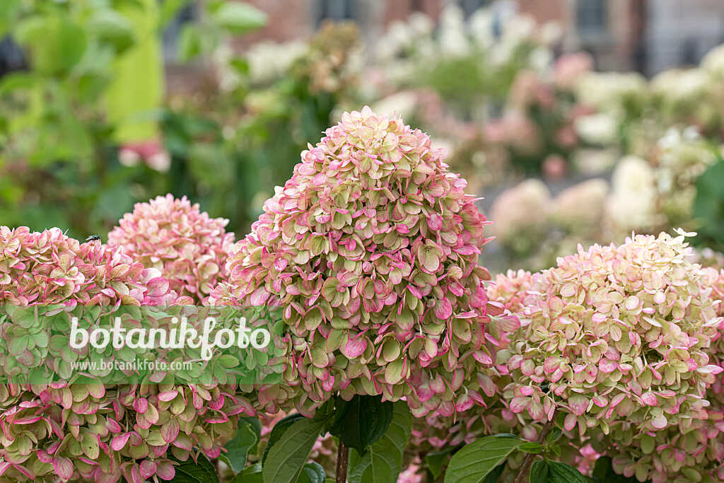 675110 - Panicle hydrangea (Hydrangea paniculata 'Little Lime')