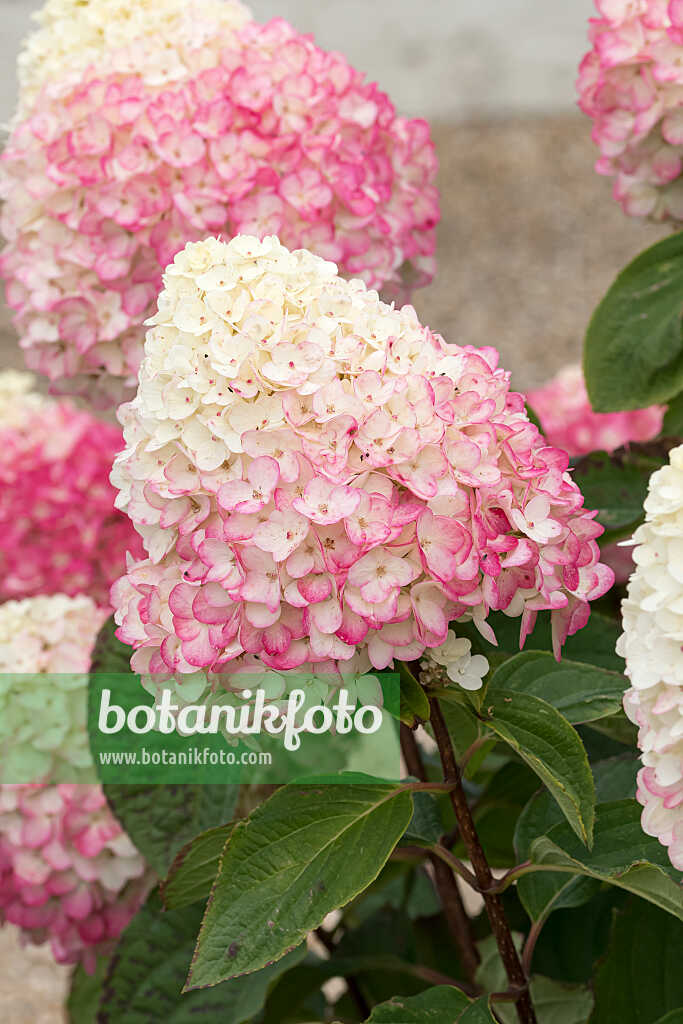 675114 - Panicle hydrangea (Hydrangea paniculata 'Living Colourful Cocktail')