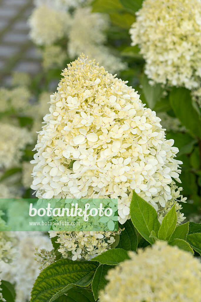 675118 - Panicle hydrangea (Hydrangea paniculata 'Living Cotton Cream')