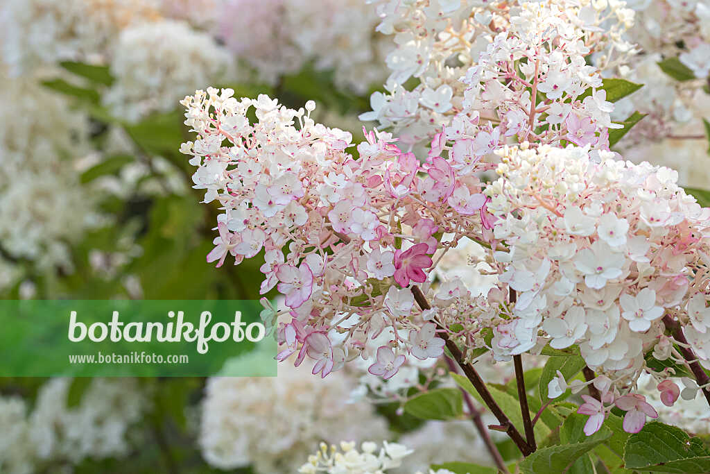 675119 - Panicle hydrangea (Hydrangea paniculata 'Living Little Blossom')