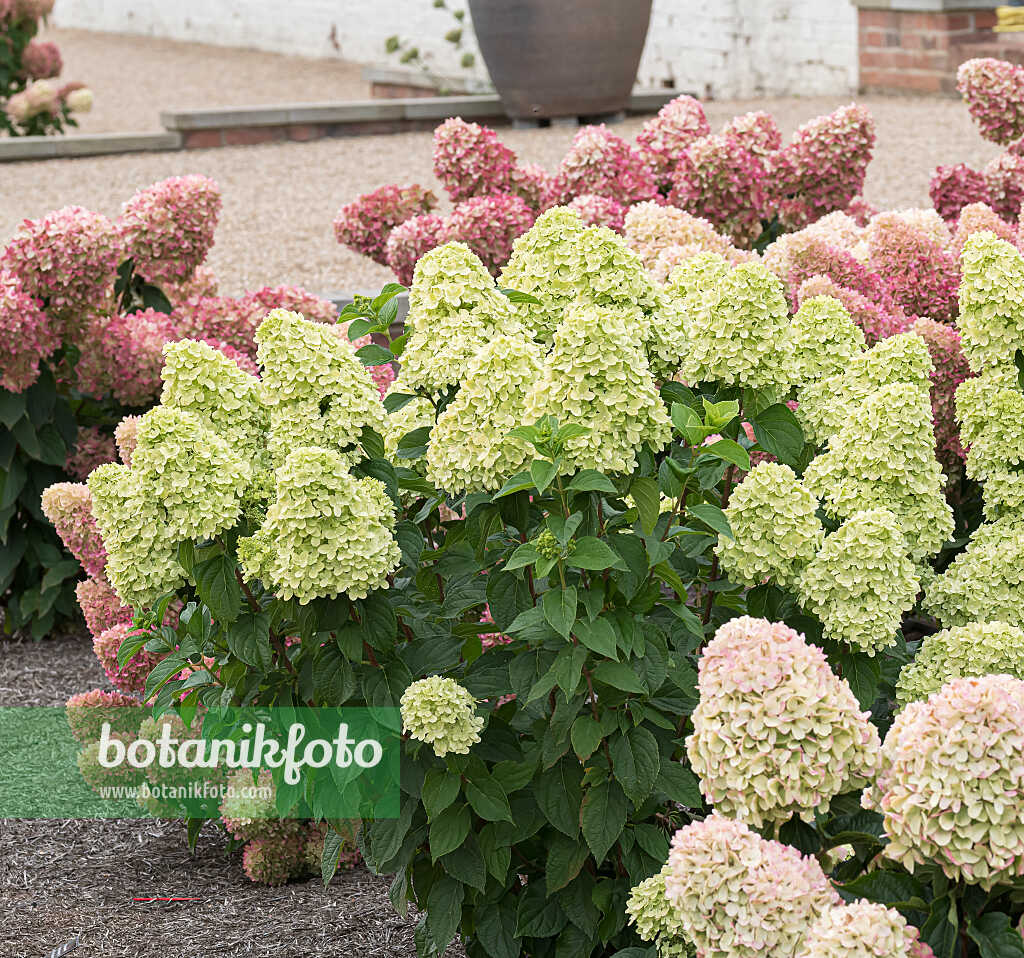 675120 - Panicle hydrangea (Hydrangea paniculata 'Living Little Passion')