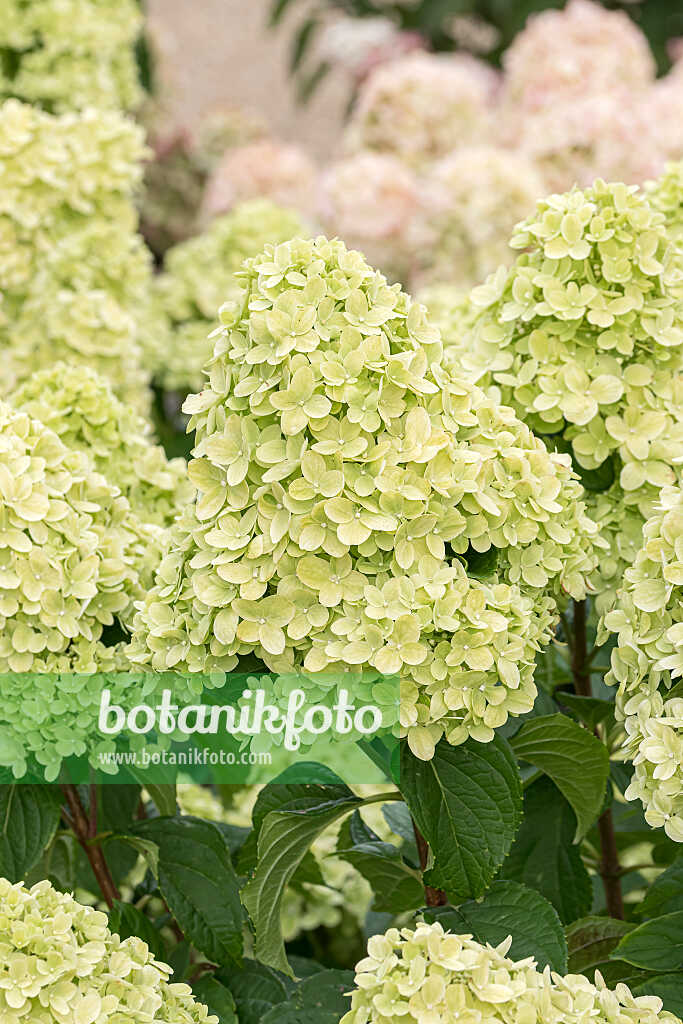 675121 - Panicle hydrangea (Hydrangea paniculata 'Living Little Passion')