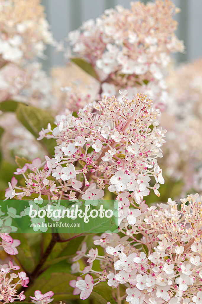 675126 - Panicle hydrangea (Hydrangea paniculata 'Living Little Rosy')