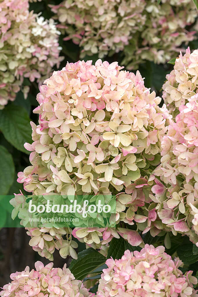 675127 - Panicle hydrangea (Hydrangea paniculata 'Living Milk & Honey')
