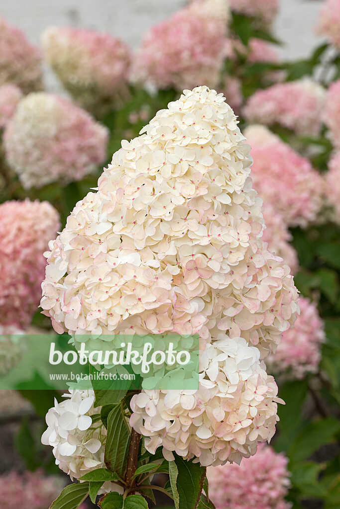 675130 - Panicle hydrangea (Hydrangea paniculata 'Living Pink & Rose')