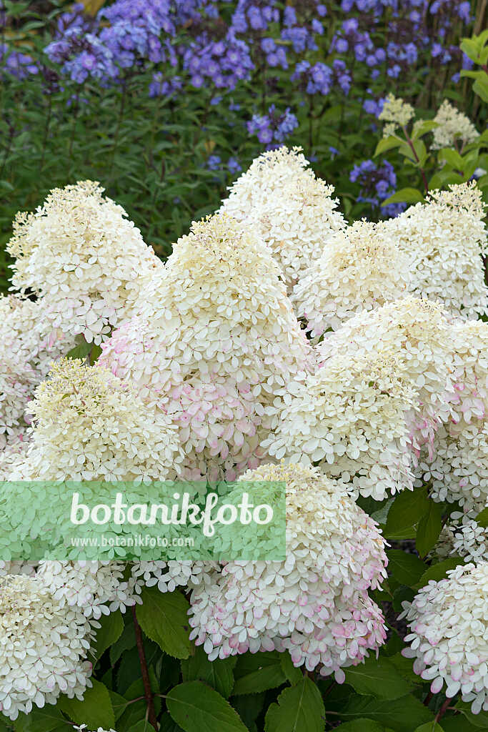 675132 - Panicle hydrangea (Hydrangea paniculata 'Living Royal Flower')