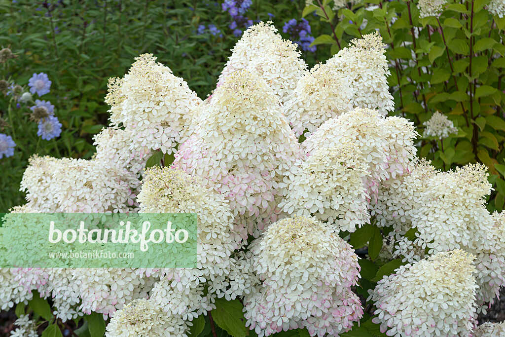 675133 - Panicle hydrangea (Hydrangea paniculata 'Living Royal Flower')