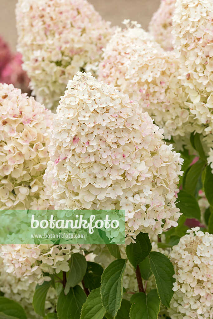 675135 - Panicle hydrangea (Hydrangea paniculata 'Living Sugar Rush')