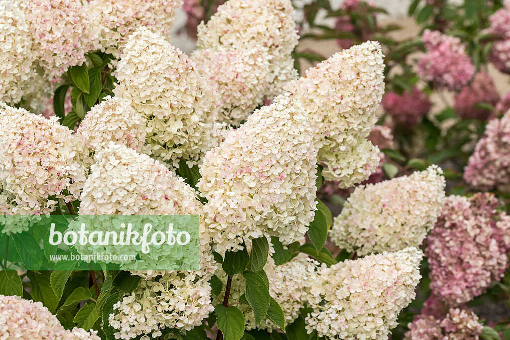 675136 - Panicle hydrangea (Hydrangea paniculata 'Living Sugar Rush')