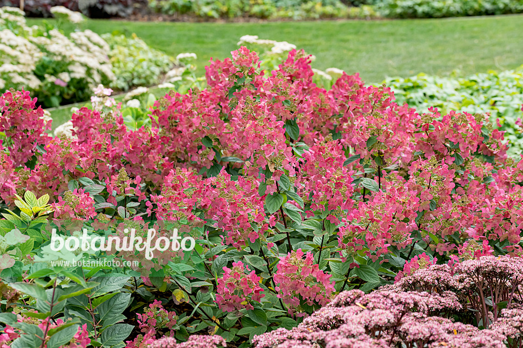 635055 - Panicle hydrangea (Hydrangea paniculata 'Magical Flame')