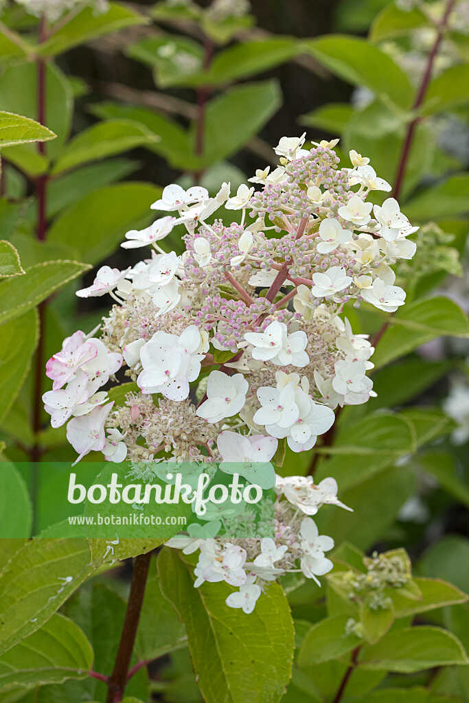 675147 - Panicle hydrangea (Hydrangea paniculata 'Mega Mindy')