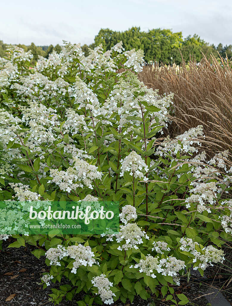 675089 - Panicle hydrangea (Hydrangea paniculata 'National Arboretum')