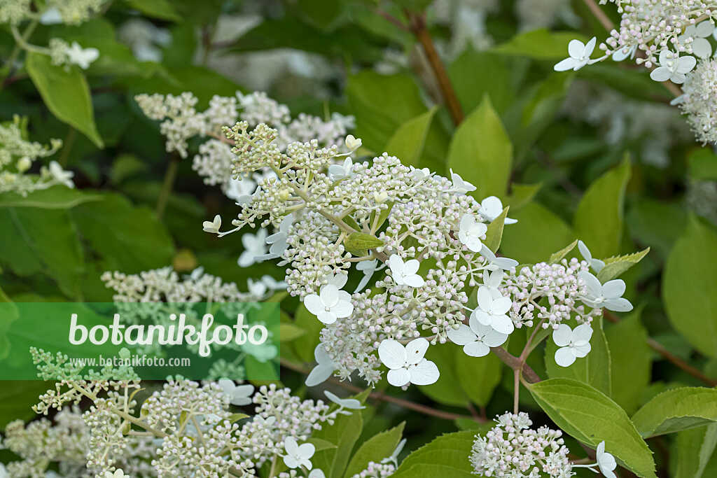 675090 - Panicle hydrangea (Hydrangea paniculata 'National Arboretum')