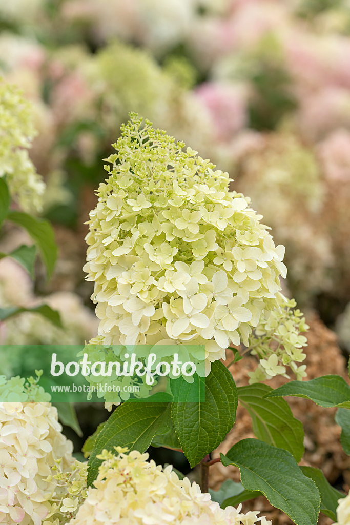 664202 - Panicle hydrangea (Hydrangea paniculata 'Pinkachu')