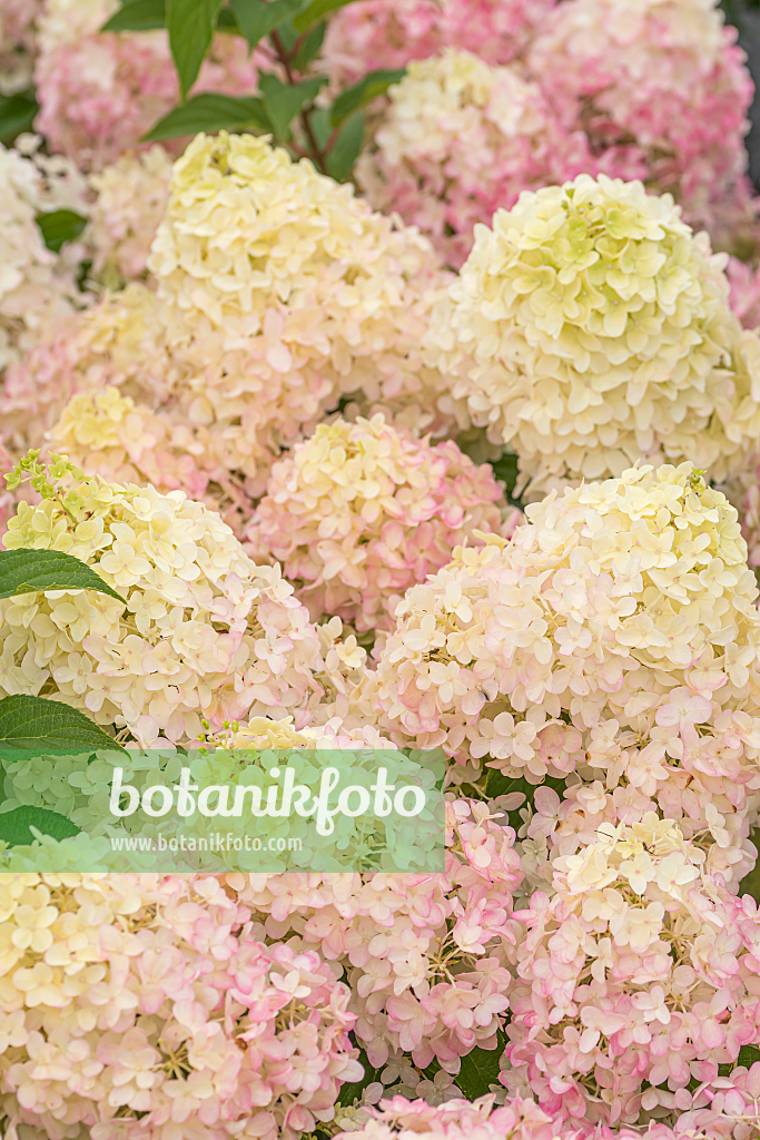 664203 - Panicle hydrangea (Hydrangea paniculata 'Pinkachu')