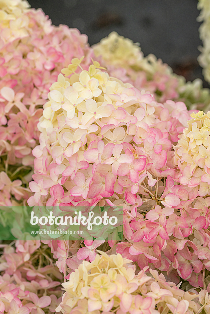 664204 - Panicle hydrangea (Hydrangea paniculata 'Pinkachu')