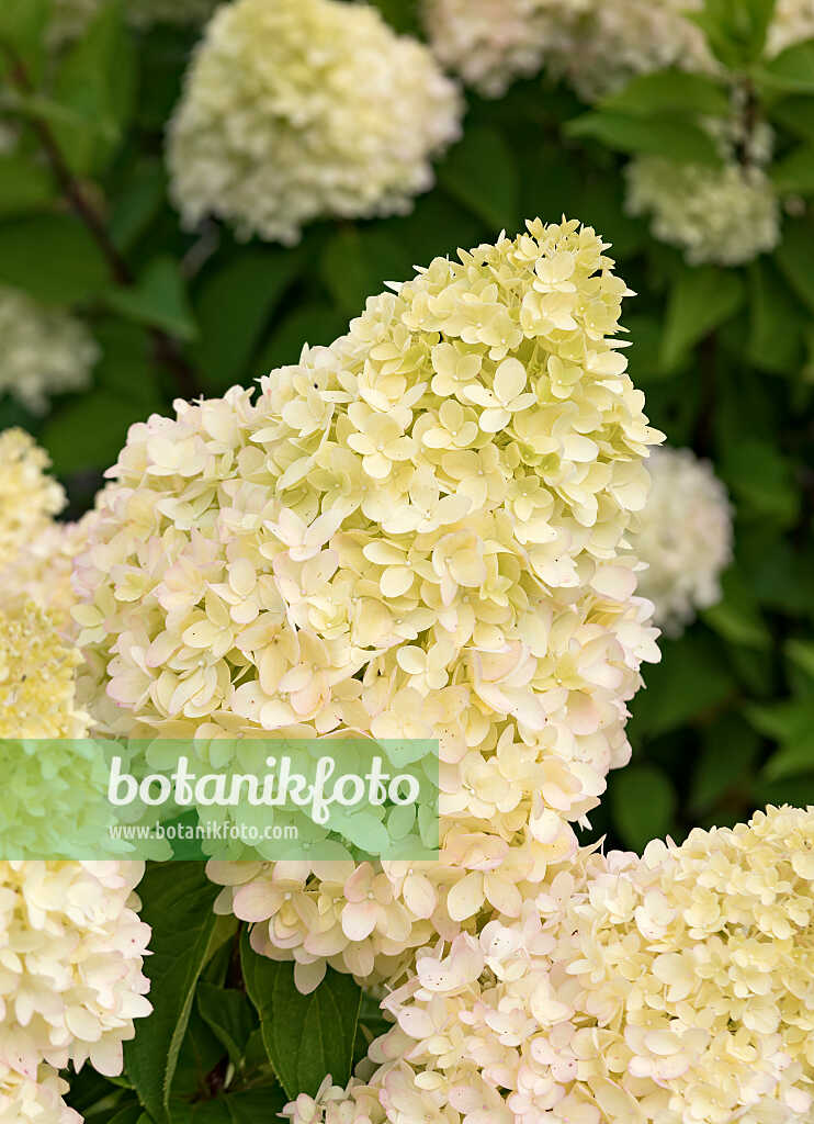 675162 - Panicle hydrangea (Hydrangea paniculata 'Redlight')