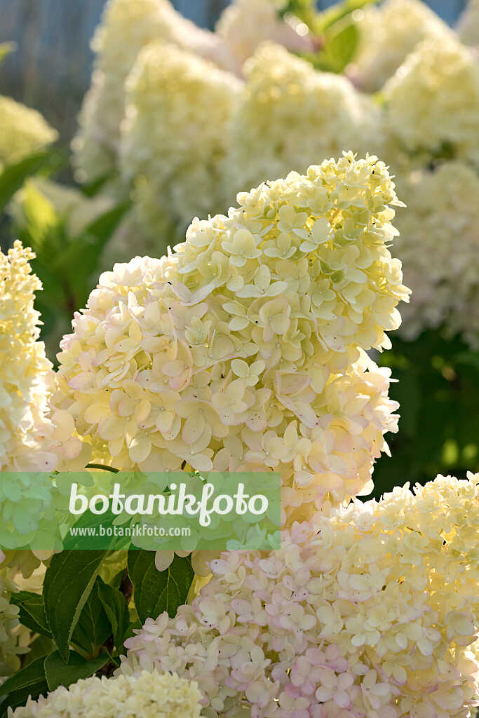 675164 - Panicle hydrangea (Hydrangea paniculata 'Redlight')