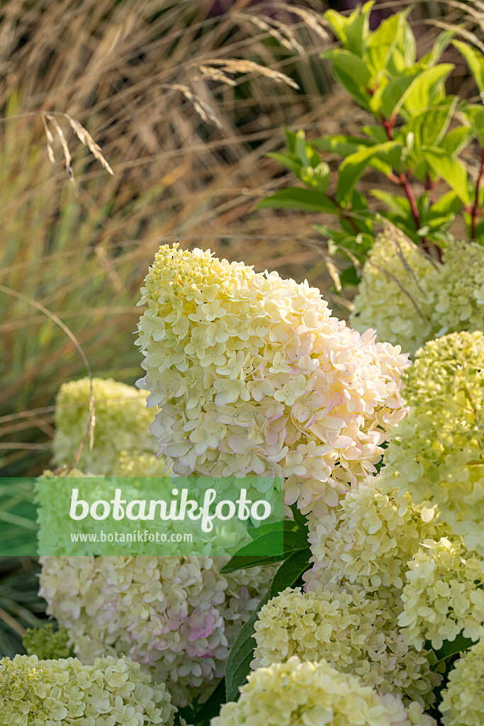 675165 - Panicle hydrangea (Hydrangea paniculata 'Redlight')