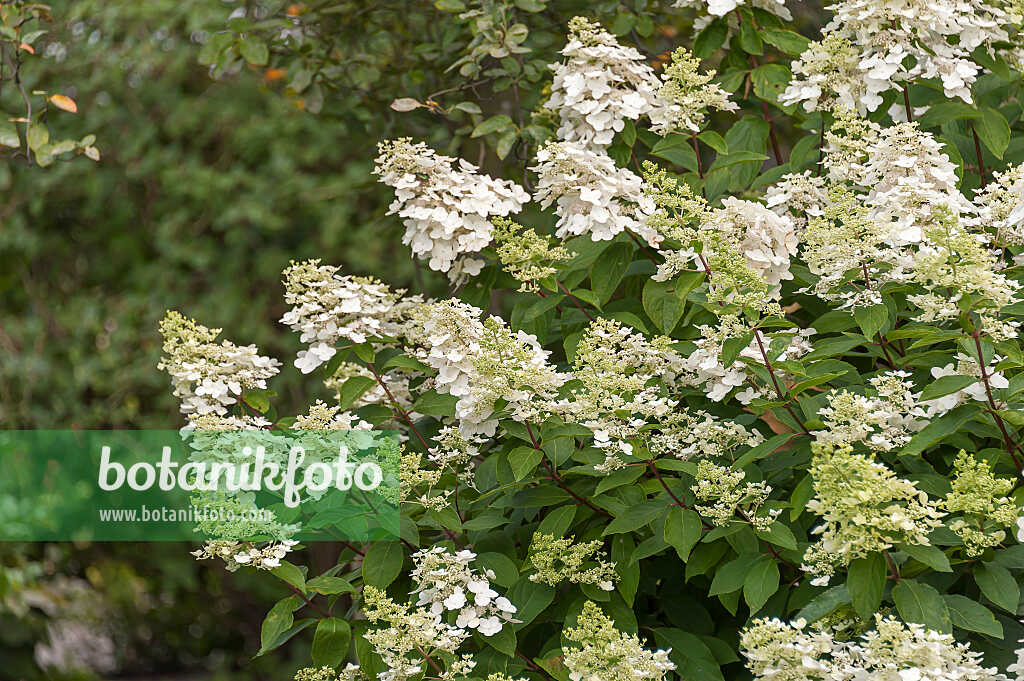 675097 - Panicle hydrangea (Hydrangea paniculata 'Unique')