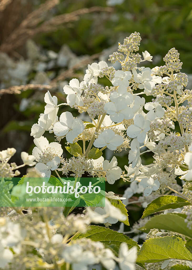 675101 - Panicle hydrangea (Hydrangea paniculata 'White Lace')